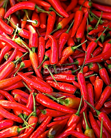 Hot stuff. by Jane Dunne -  