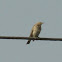 Meadow Pipit