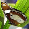 Danaid Eggfly - male