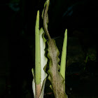 Sweet Snakeskin Lily
