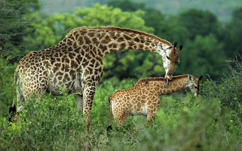 Free Download Giraffe Wallpaper APK for PC