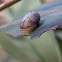 tree snail