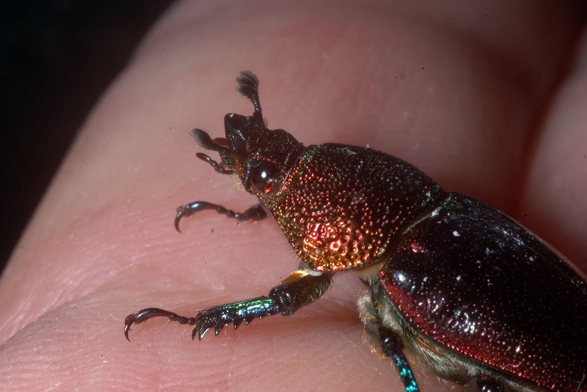 Christmas beetle, aka Golden stag beetle