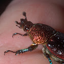 Christmas beetle, aka Golden stag beetle