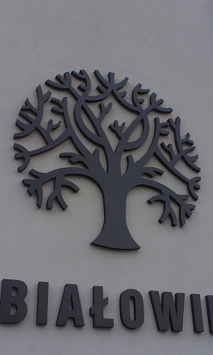 Białowieska - Drzewo