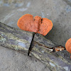 Cinnabar polypore