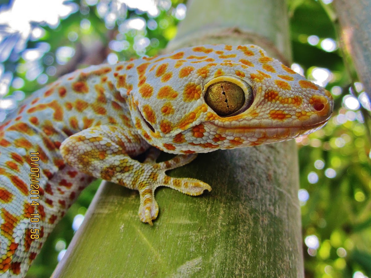 Tokay gecko