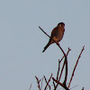 American Kestrel