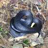 Ringneck snake