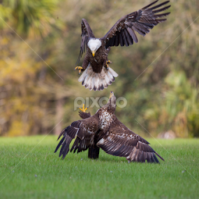 Drop Ins Not Welcome by Lynn Kohut - Animals Birds