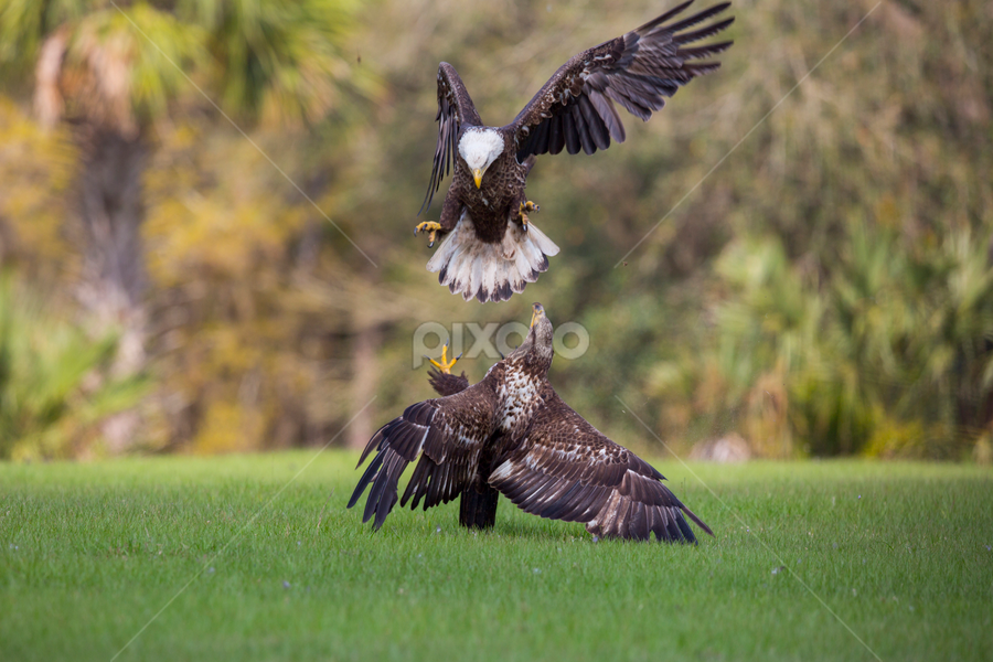 Drop Ins Not Welcome by Lynn Kohut - Animals Birds
