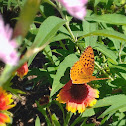 Great Spangled Fritillary