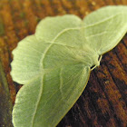 Pale beauty moth - geometrid