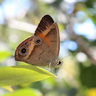 Dingy Ringlet