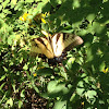 Western Tiger Swallowtail