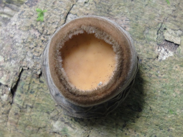 Rubber Cup Mushroom