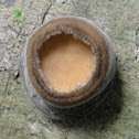 Rubber Cup Mushroom