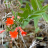 California Fuchsia