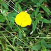 Bulbous Buttercup