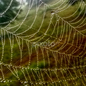 Against All Odds by Jeannie Love - Nature Up Close Webs