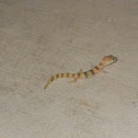 Western banded gecko