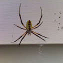 Black and Yellow Argiope