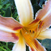 Day Lilly