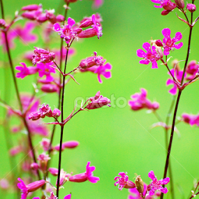 beauty of the colours by Serghei Savin - Flowers Flowers in the Wild