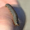 black cutworm