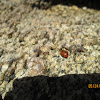 Nine-Spotted Ladybird Beetle