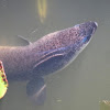 Speckled Longfin Eel
