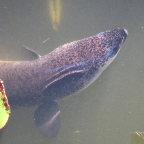 Speckled Longfin Eel Project Noah