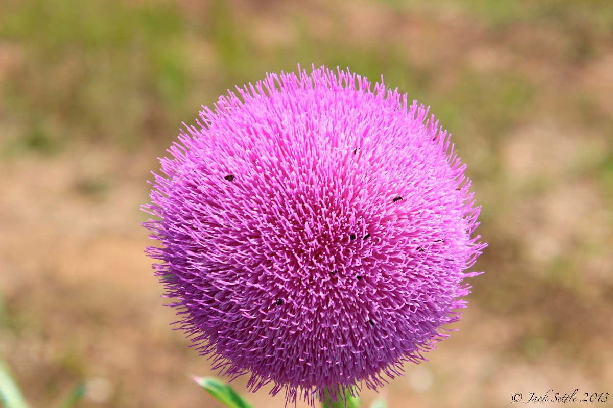 Musk Thistle (Full Bloom and Blooming)