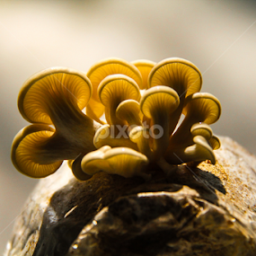 Family Tree  by Shadat Hossain - Nature Up Close Mushrooms & Fungi