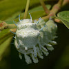 Atlas moth caterpillar