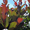 Photinia fraseri