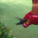 Ruby- throated Hummingbird