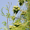 Bald Cypress Seed Cones