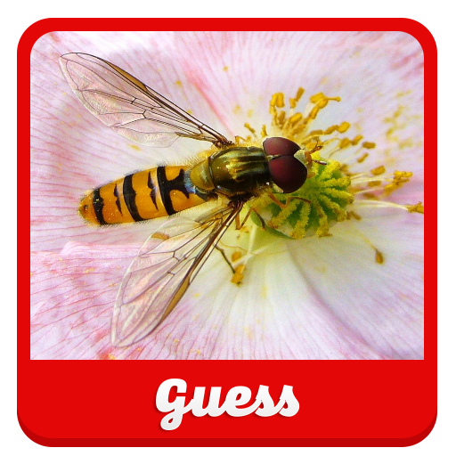 Guess the insect 益智 App LOGO-APP開箱王