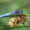 Blue Skimmer