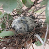 Red Collared Dove (Chicks)