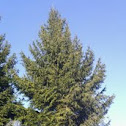 Spruce