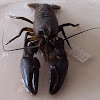 Edelkrebs, engl. european Crayfish
