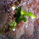 Calcareeous green alga
