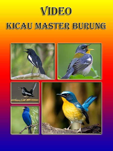 Video Kicau Master Burung