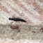 Rove Beetle