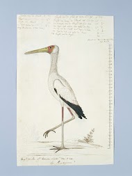Mycteria ibis (Afrikaanse nimmerzat)