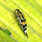 tumbling flower beetle, pintail beetle