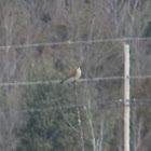 American Kestrel