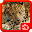 Big cats Puzzles Download on Windows